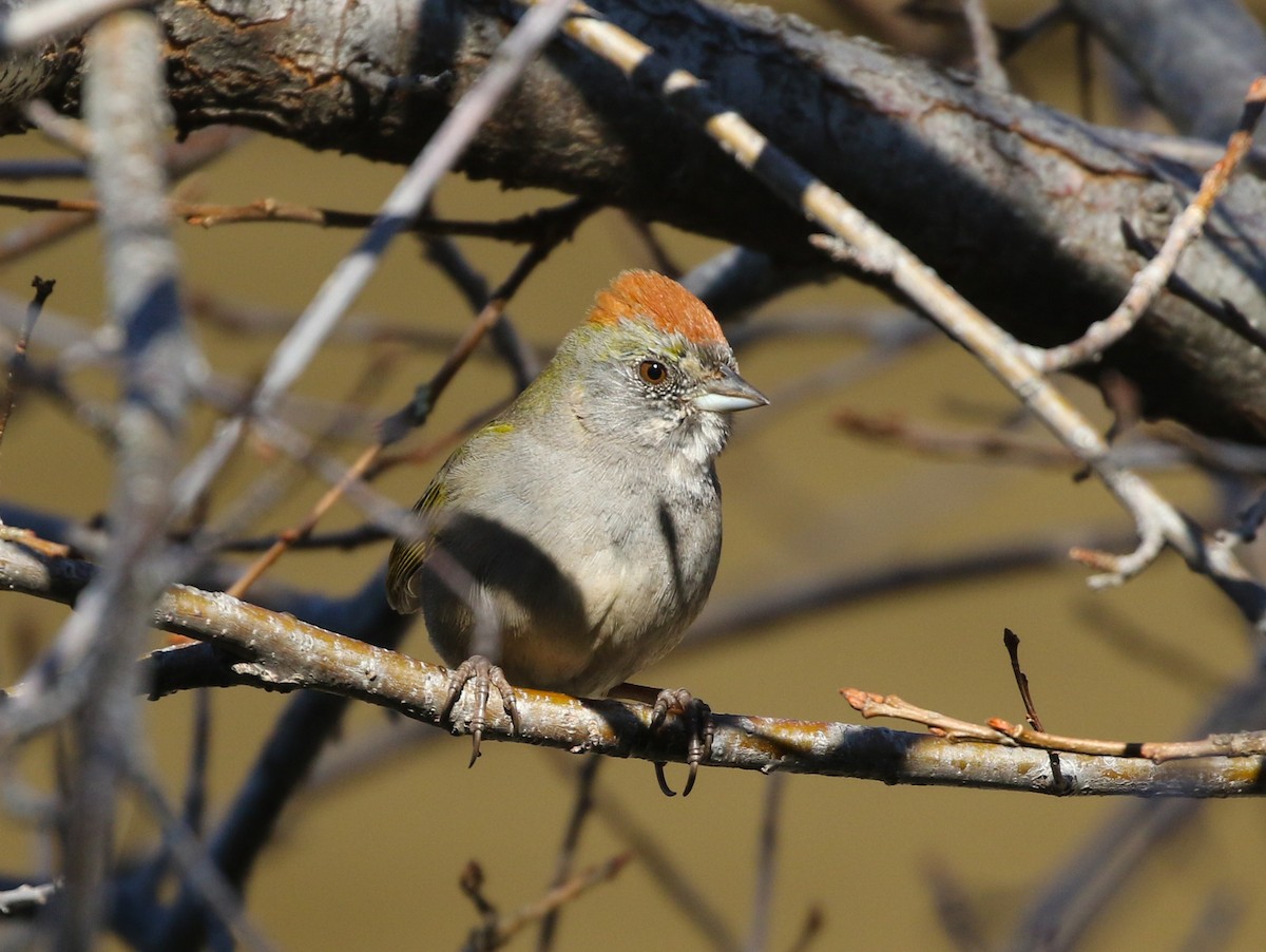 Green-tailed Towhee - ML211998101