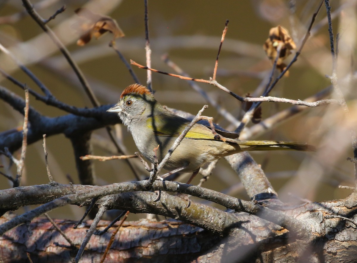 Green-tailed Towhee - Tom Benson