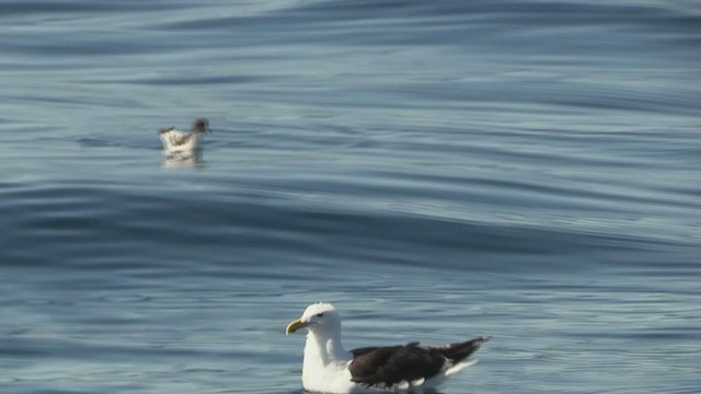 Gaviota Cocinera - ML211998961