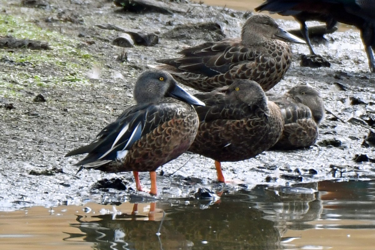 Australasian Shoveler - ML211999291