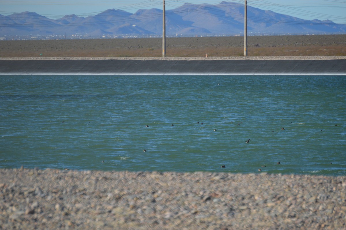 Ruddy Duck - ML21200001