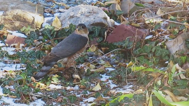 Sharp-shinned Hawk (Northern) - ML212000121