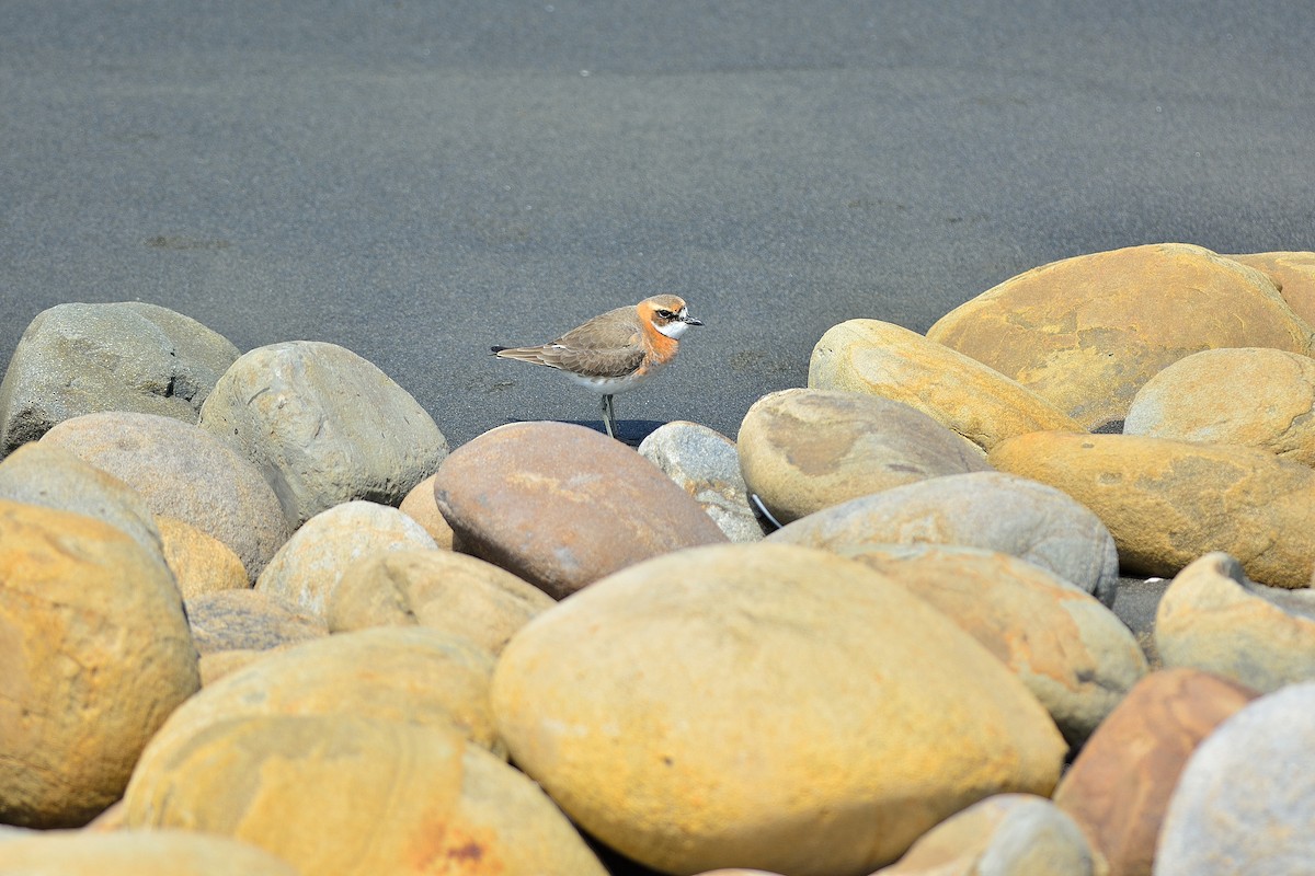 Siberian/Tibetan Sand-Plover - ML212001151