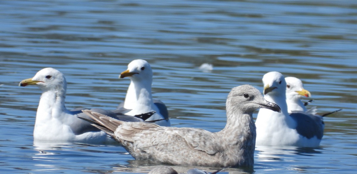 Iceland Gull (Thayer's) - ML212001361