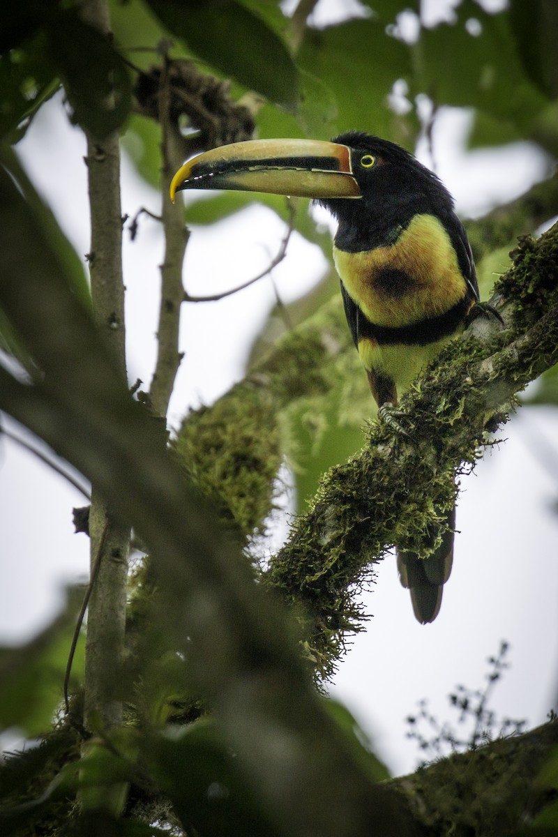 Collared Aracari (Pale-mandibled) - ML212002801