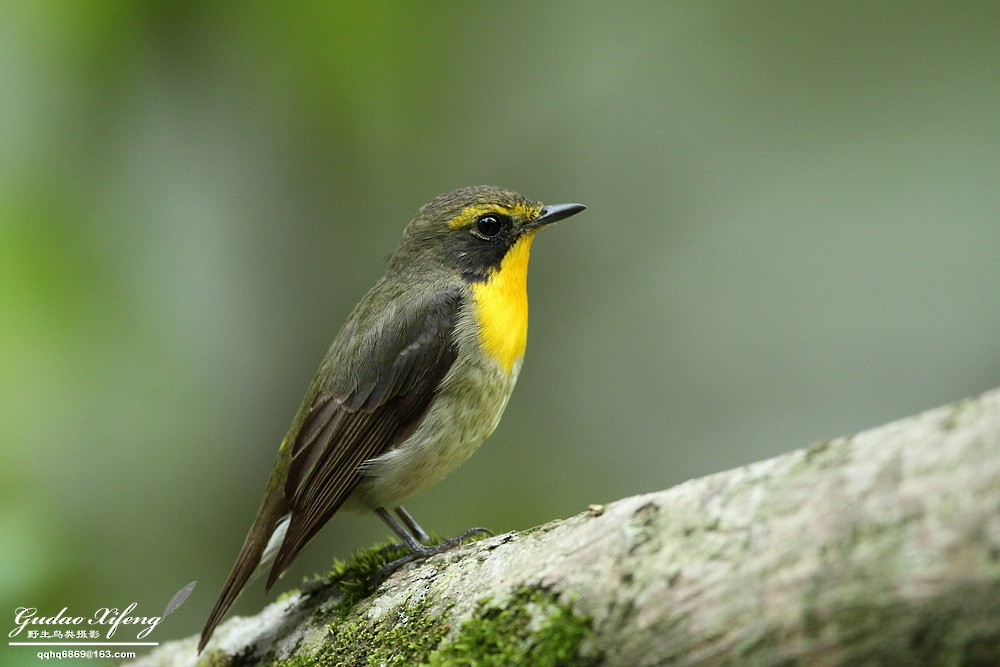 Ryukyu Flycatcher - ML212003331