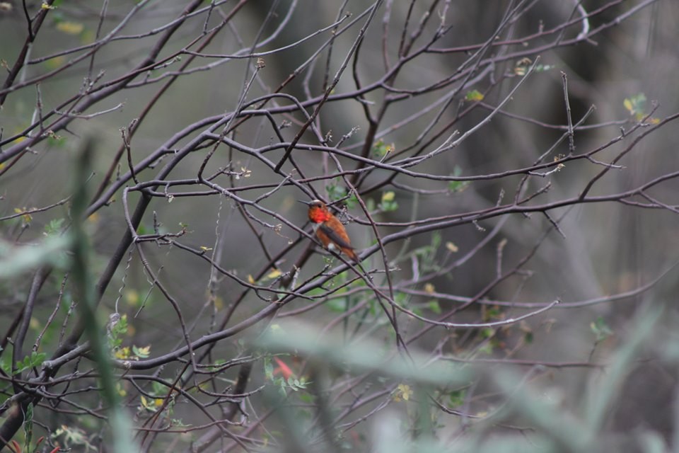 Rufous Hummingbird - Jorge Francisco Ortiz Valenzuela