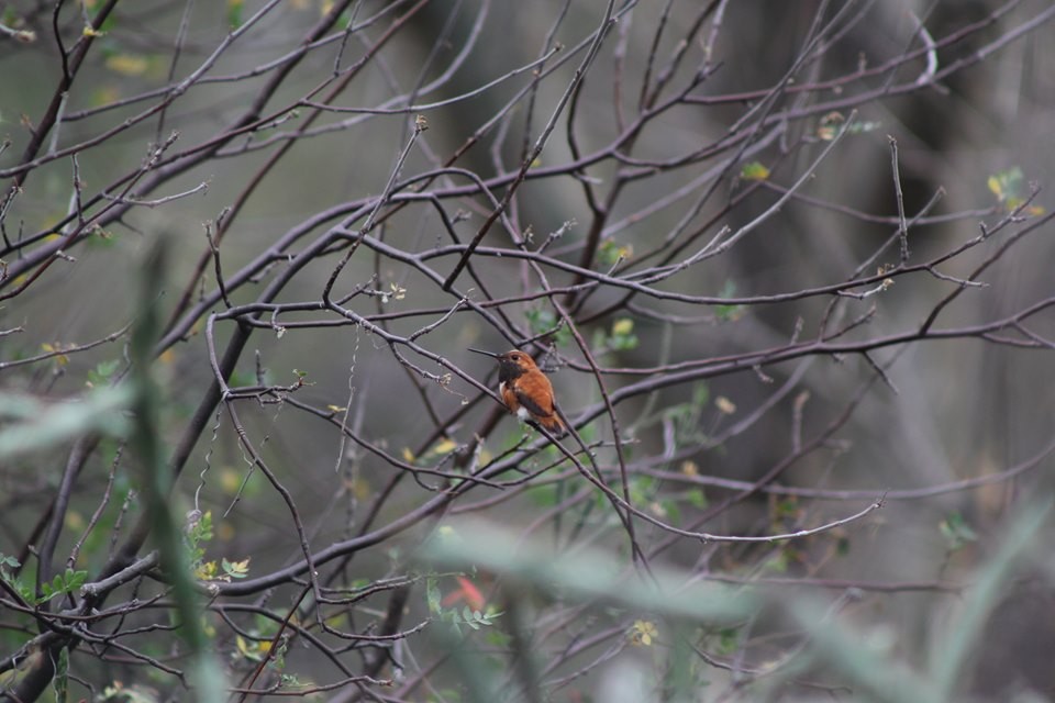 Rufous Hummingbird - Jorge Francisco Ortiz Valenzuela