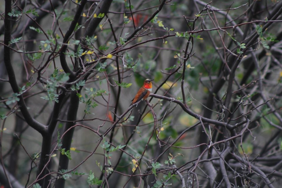 Kızıl Sırtlı Kolibri - ML212005451