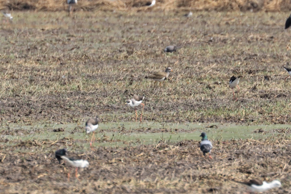 Gray-headed Lapwing - ML212008901