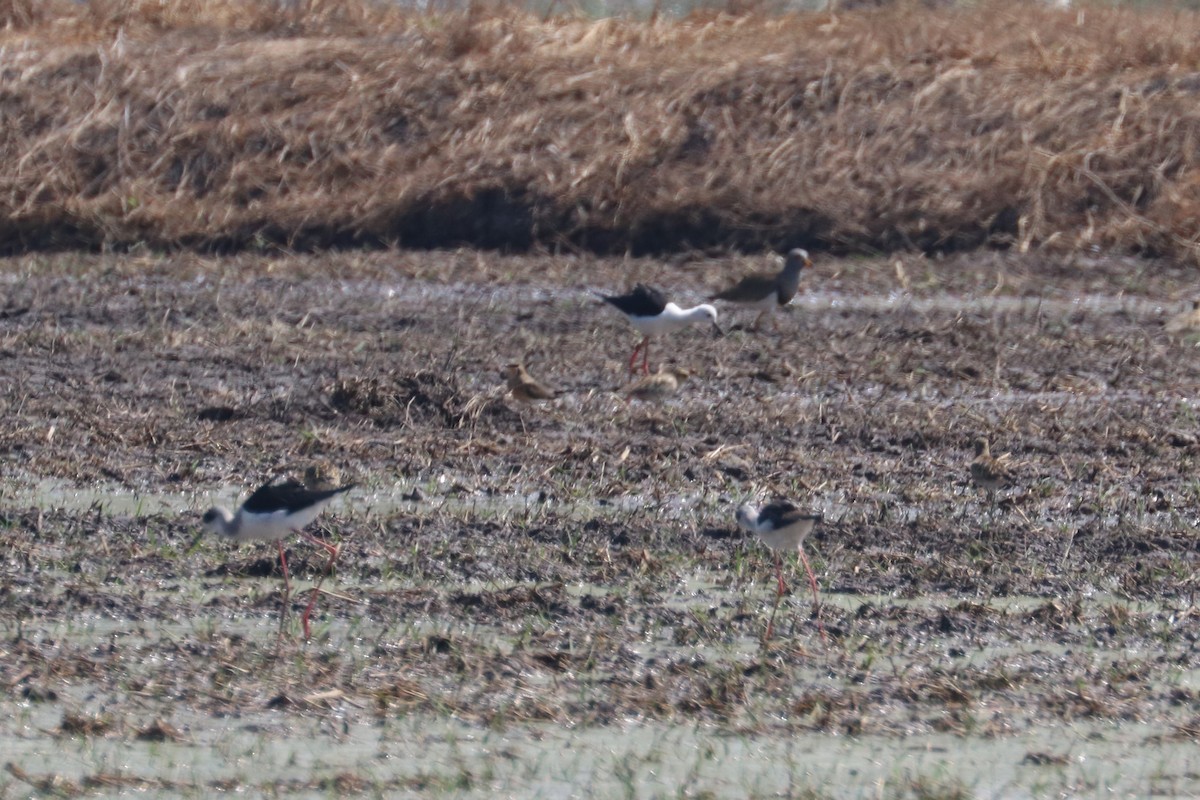 Oriental Pratincole - ML212008951