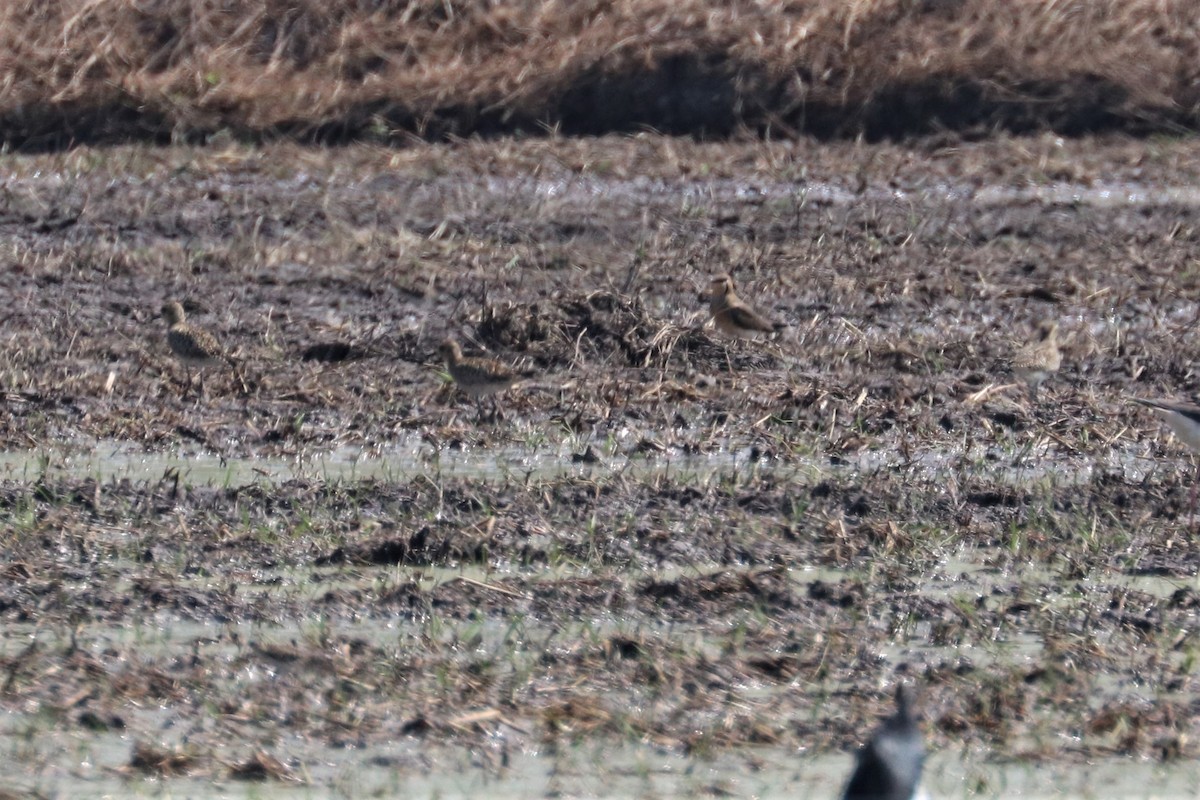 Oriental Pratincole - ML212008971