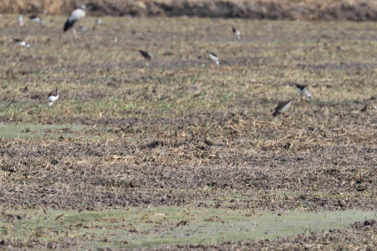 Oriental Pratincole - ML212008981