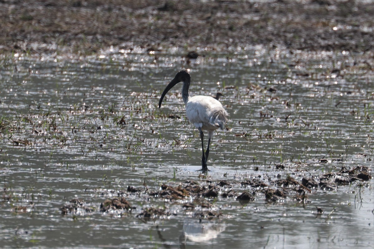 Ibis Sagrado - ML212009011