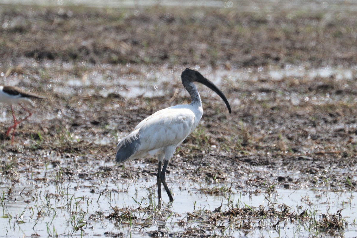 African Sacred Ibis - Chuck Gates