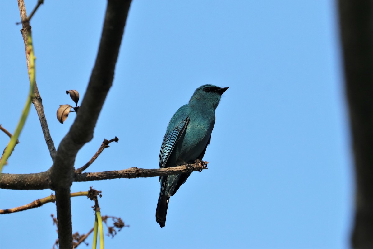 Verditer Flycatcher - ML212009291