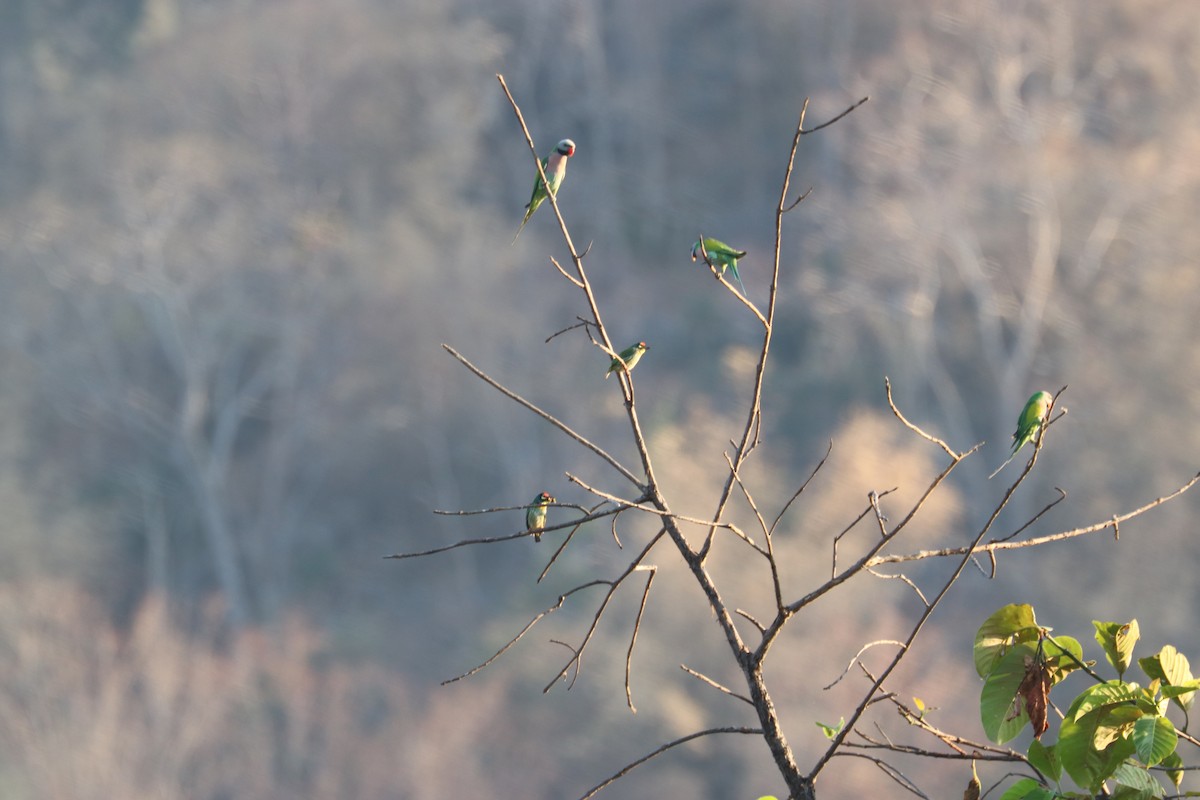 Red-breasted Parakeet - ML212009321