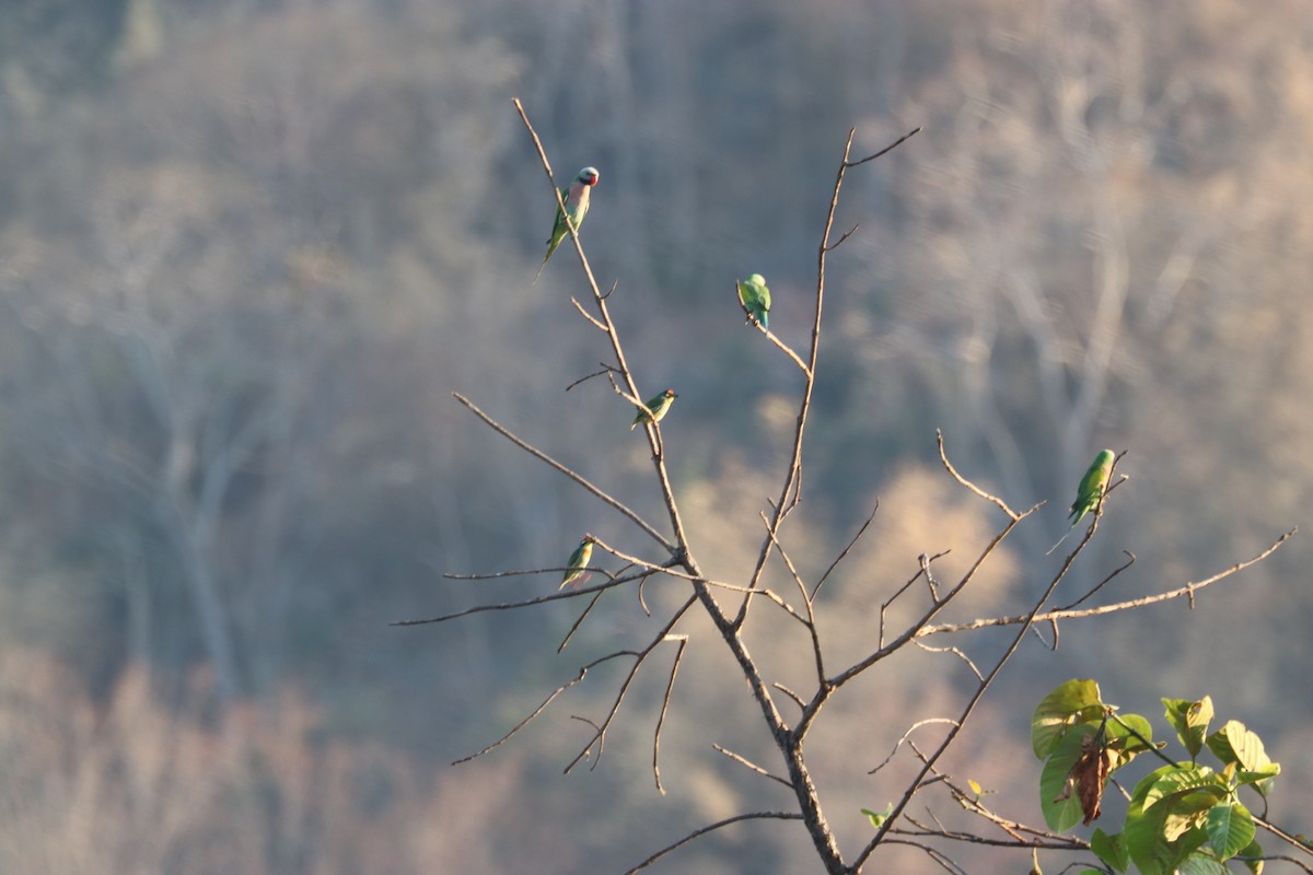 Red-breasted Parakeet - ML212009331