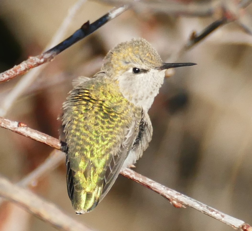 Anna's Hummingbird - ML212009491