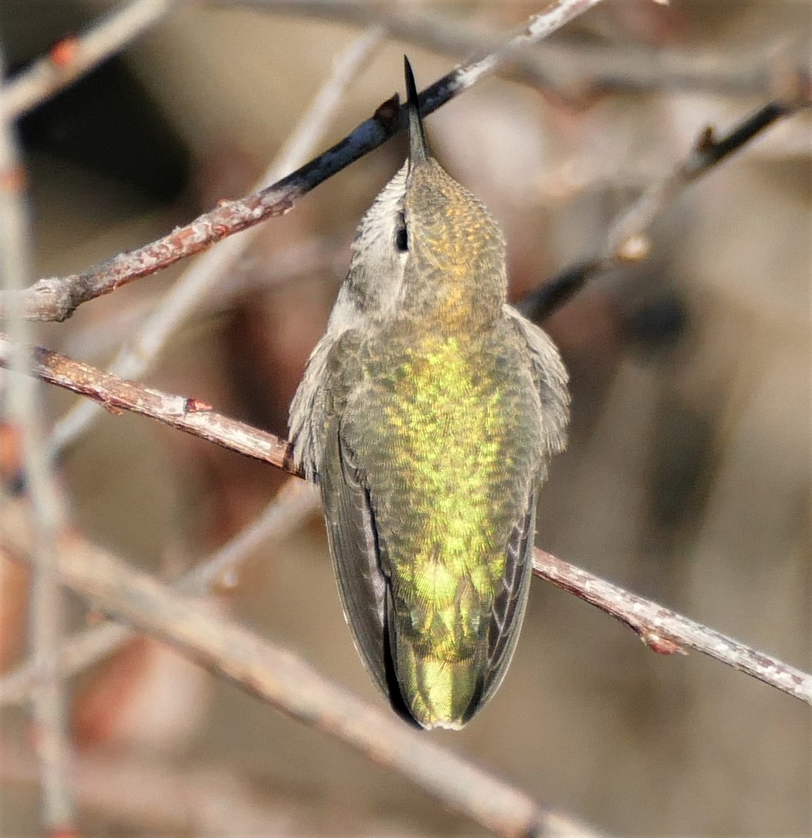 Anna's Hummingbird - Kitty ONeil