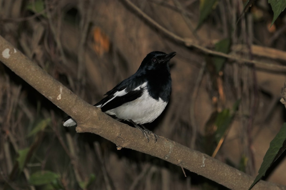 Oriental Magpie-Robin - ML212009821