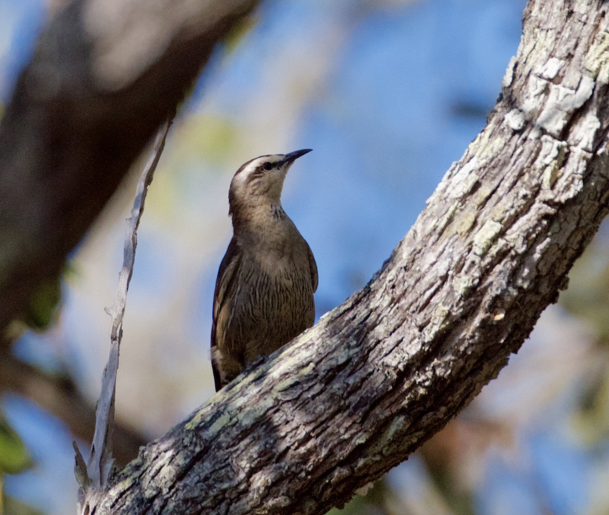 Brown Treecreeper - ML212011191