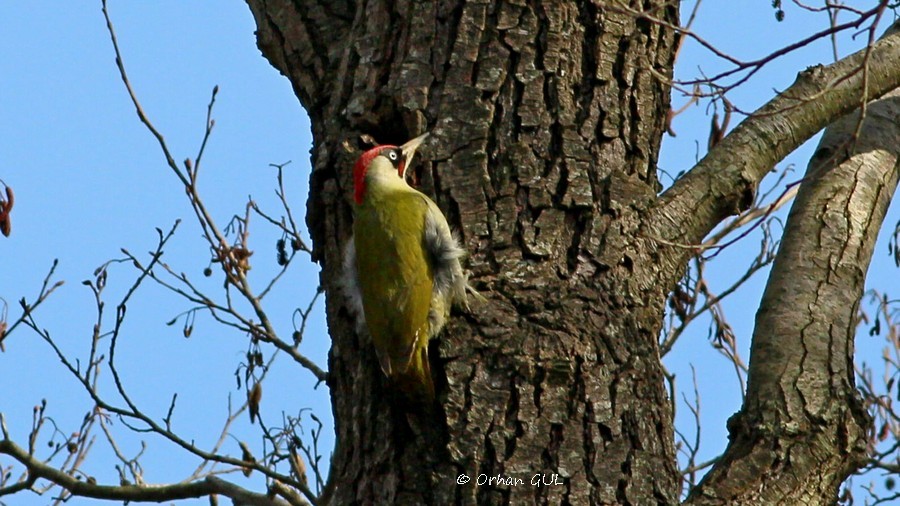Eurasian Green Woodpecker - ML212011311