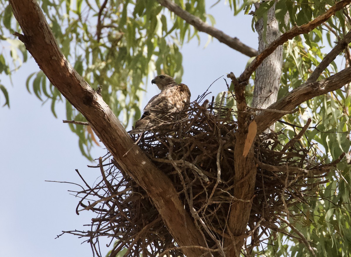 Red Goshawk - ML212011471