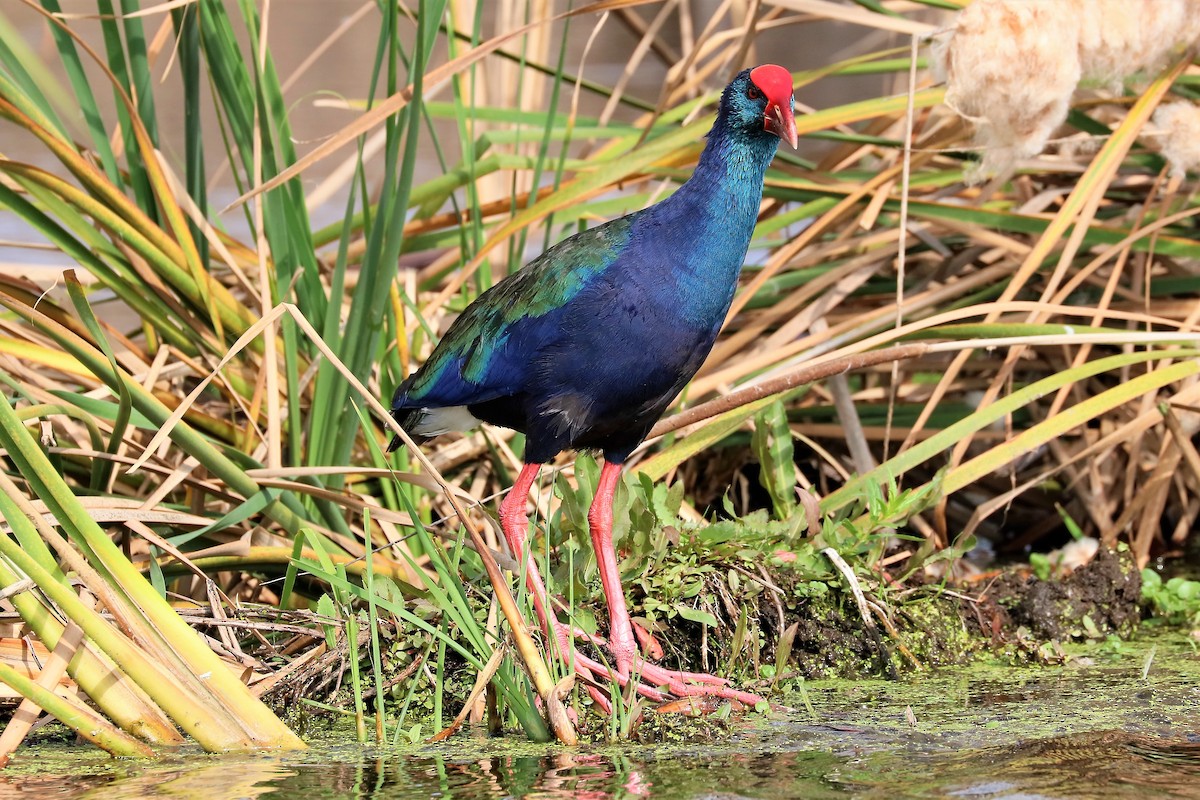 African Swamphen - ML212011811