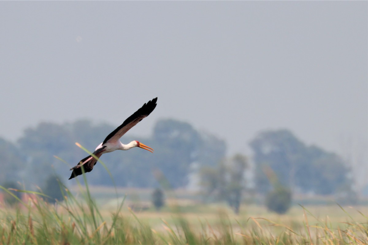 Yellow-billed Stork - ML212011821