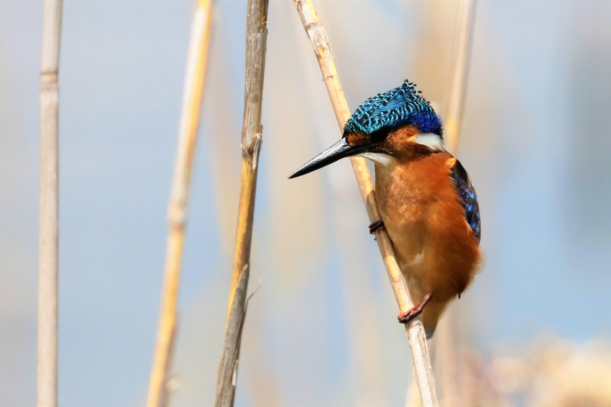 Malachite Kingfisher - ML212011831