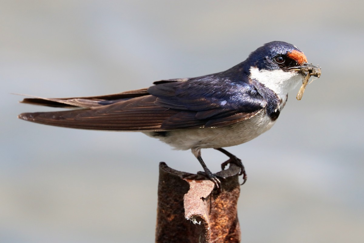 White-throated Swallow - ML212011851