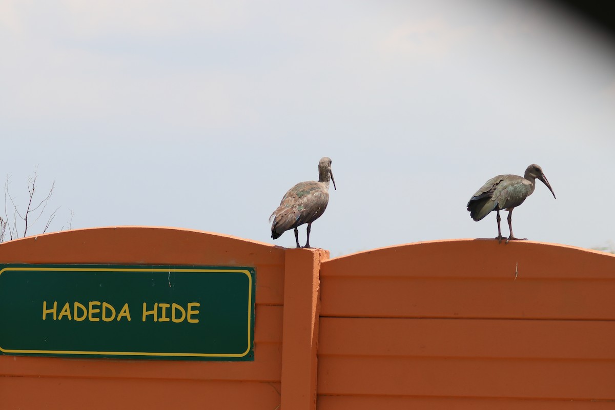 Ibis Hadada - ML212011881