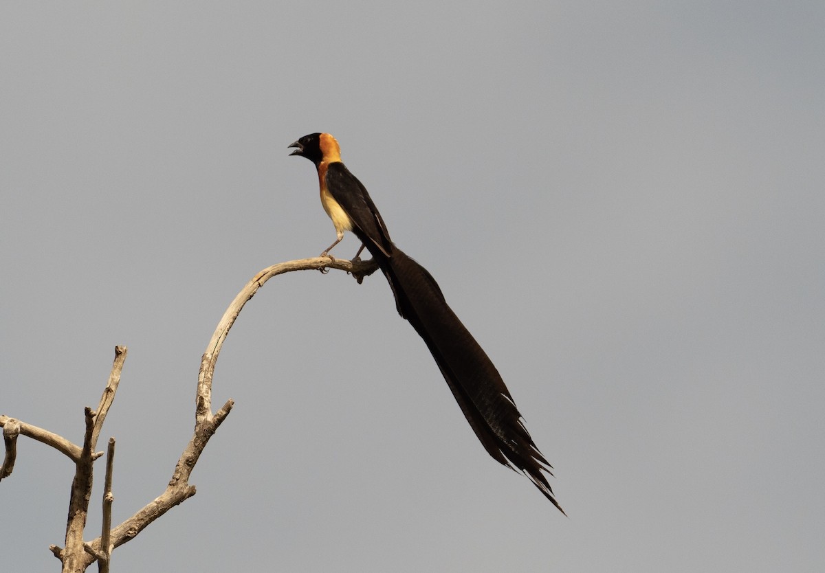storhaleenke - ML212012651