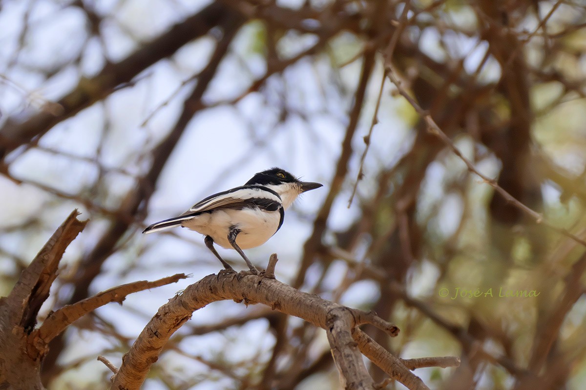 Senegal Batis - Jose Antonio Lama