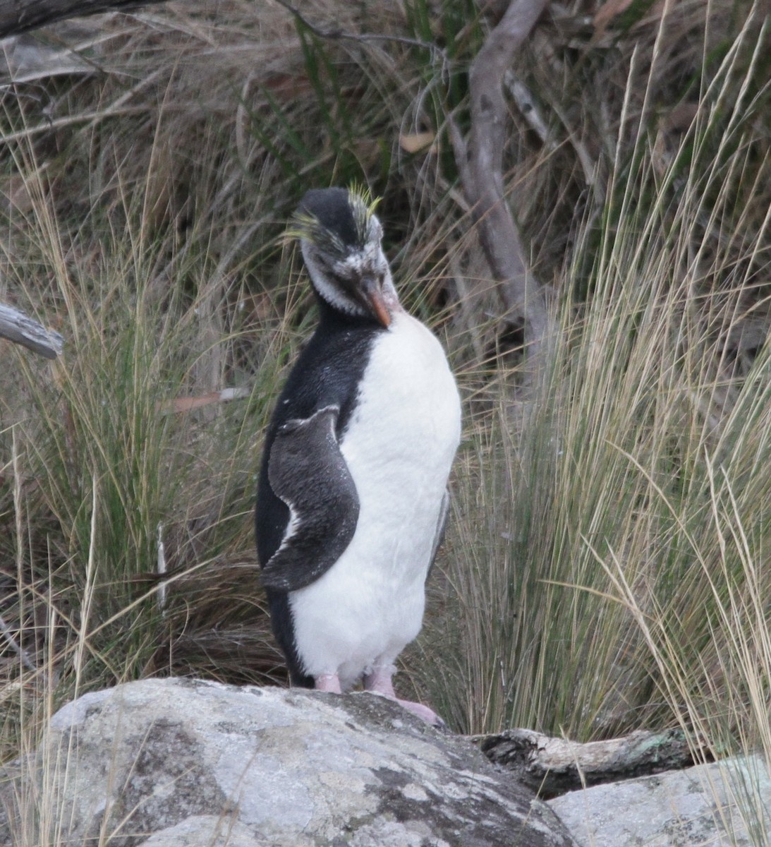 Haubenpinguin - ML212017131