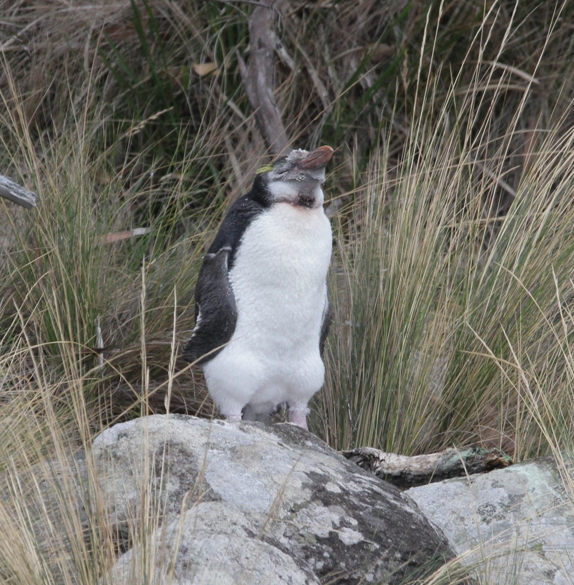 Haubenpinguin - ML212017171