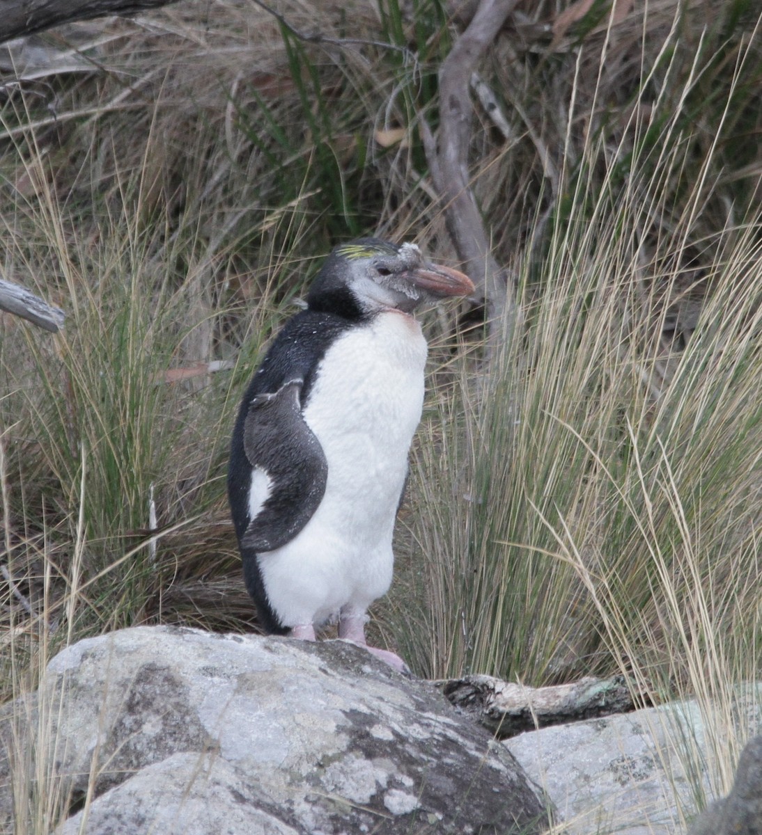 Haubenpinguin - ML212017191