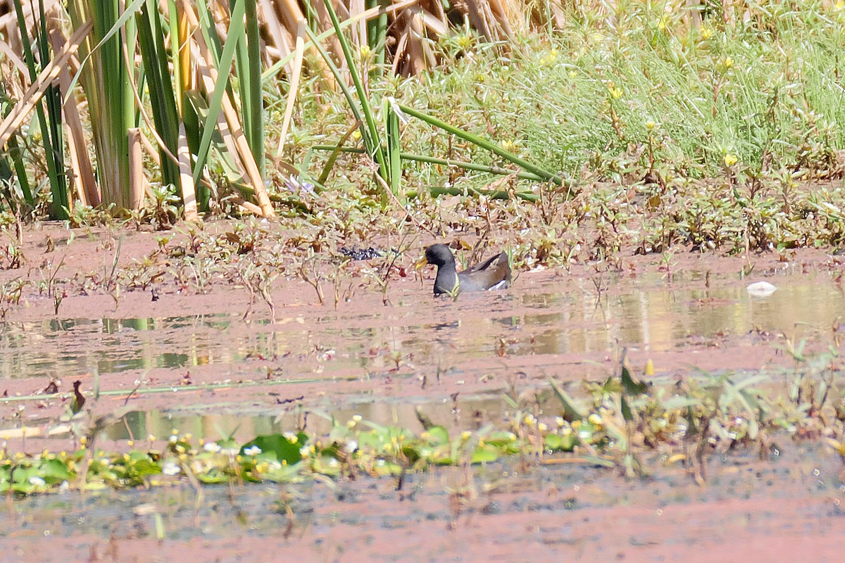 Lesser Moorhen - ML212018001