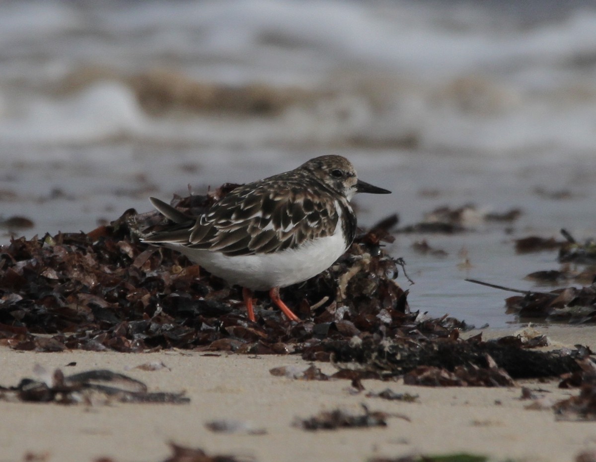 Steinwälzer - ML212018081