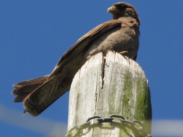 Chimango Caracara - ML21201831