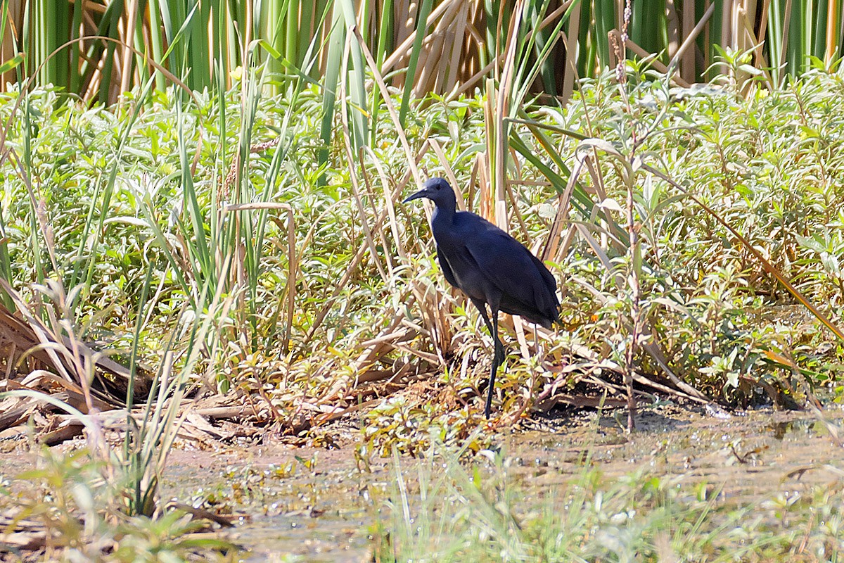 Black Heron - Jose Antonio Lama