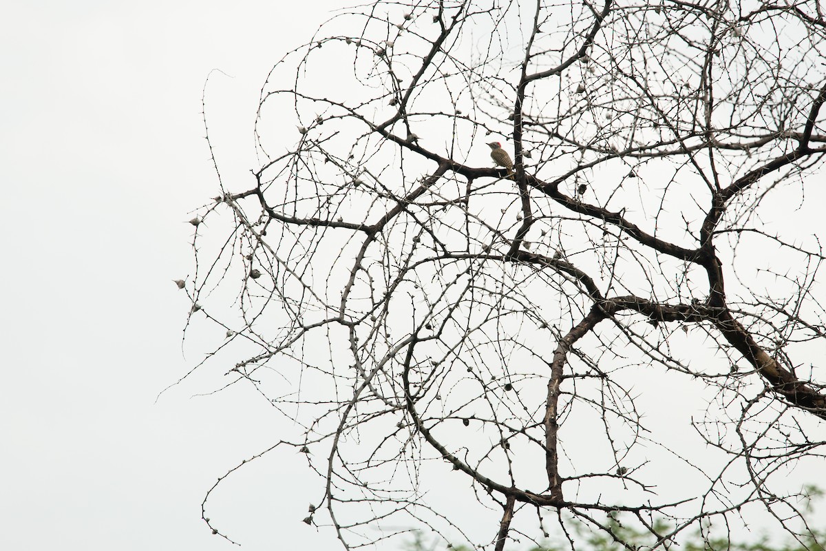 Brown-backed Woodpecker - ML212018441