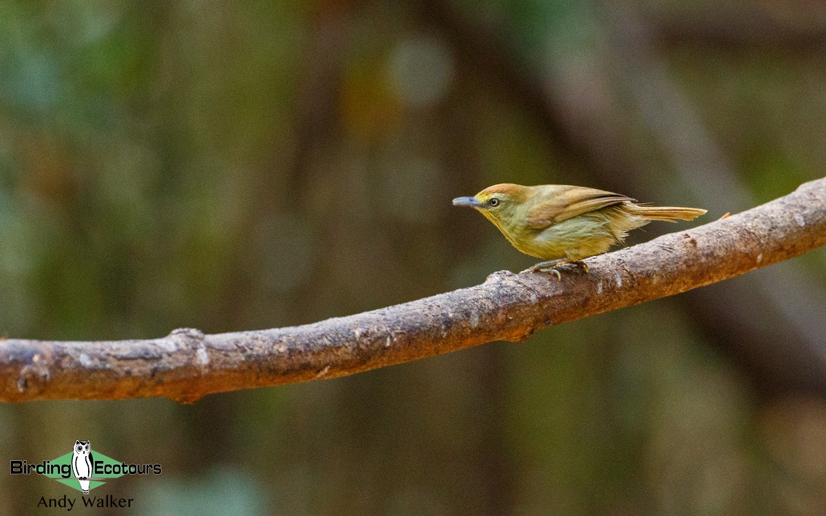 Pin-striped Tit-Babbler (Pin-striped) - Andy Walker - Birding Ecotours