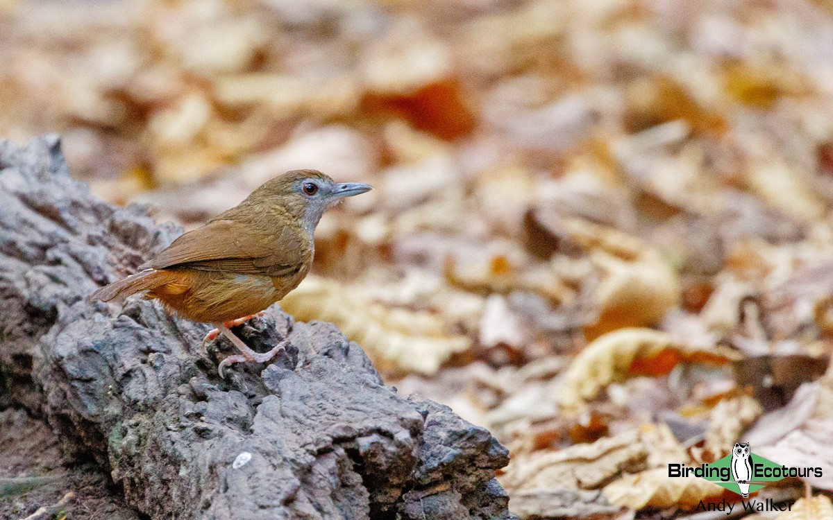 Abbott's Babbler - ML212018831