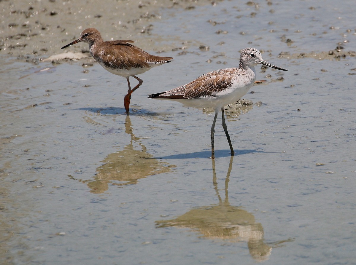 Common Greenshank - Neoh Hor Kee