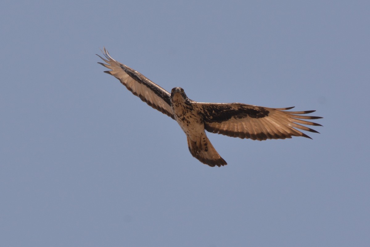 African Hawk-Eagle - Frank Spooner
