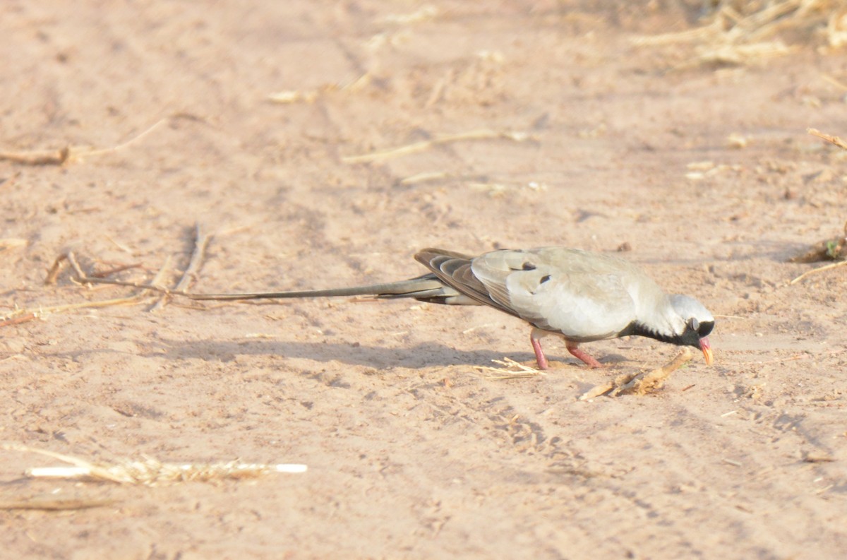 Namaqua Dove - ML212019811
