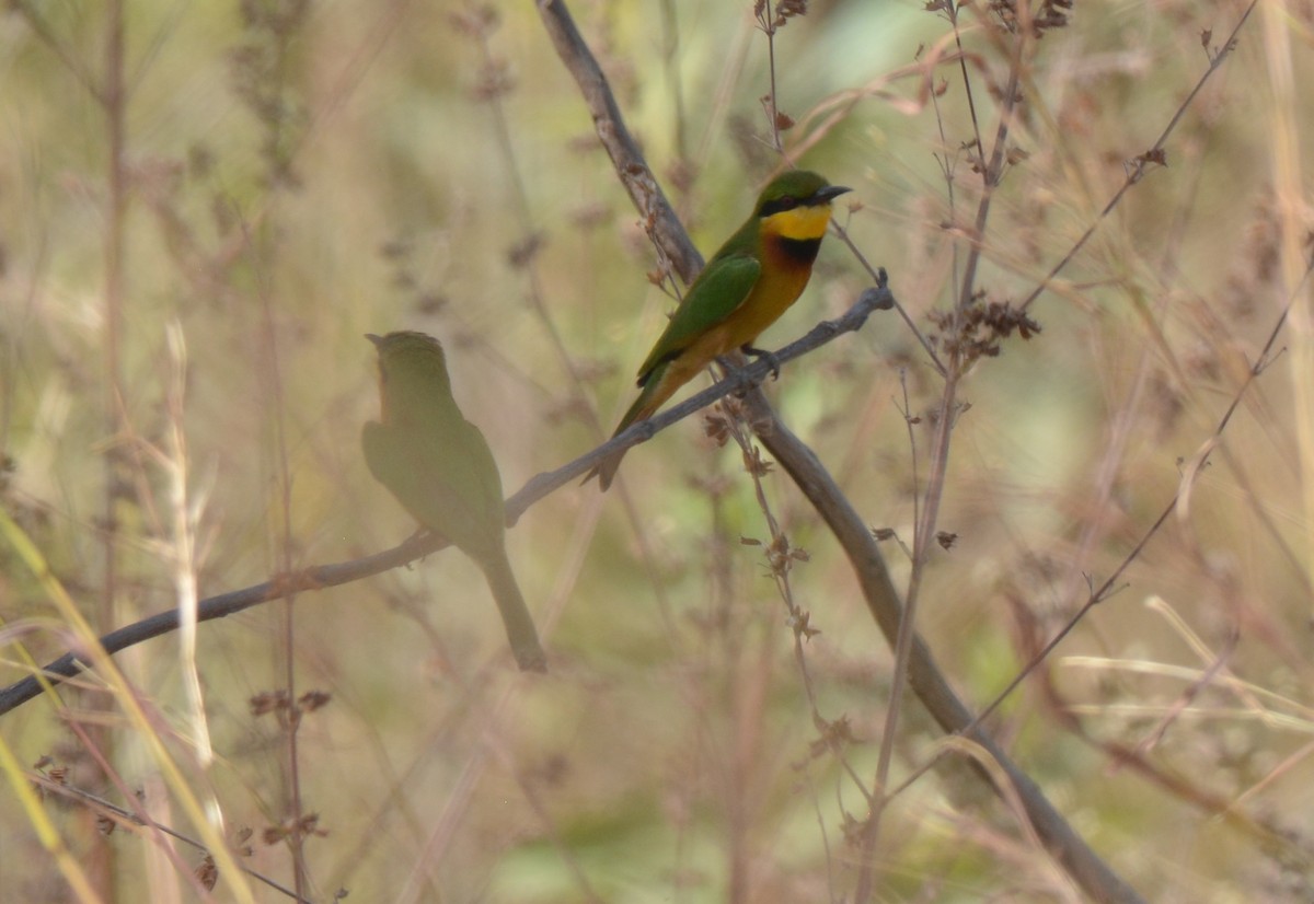 Little Bee-eater - ML212020441