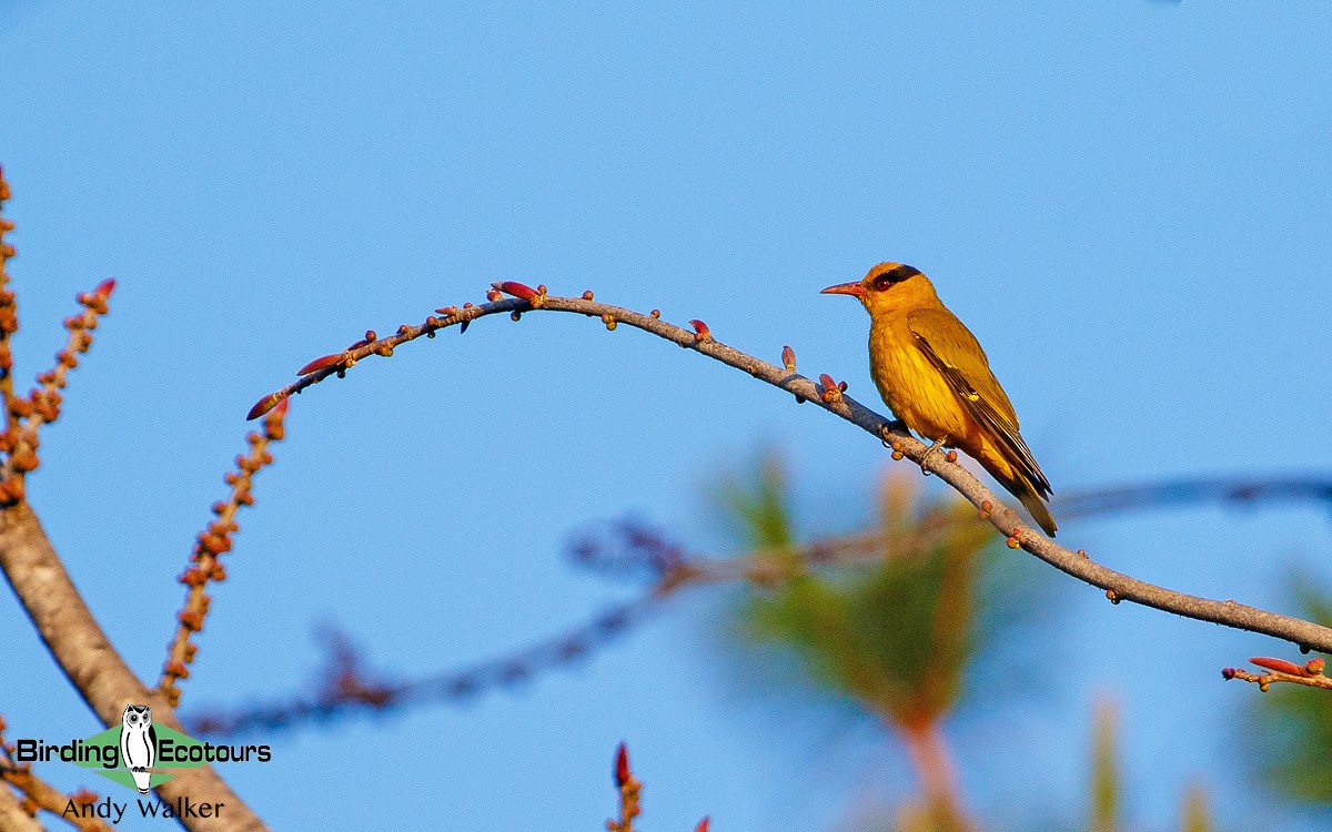 Slender-billed Oriole - Andy Walker - Birding Ecotours